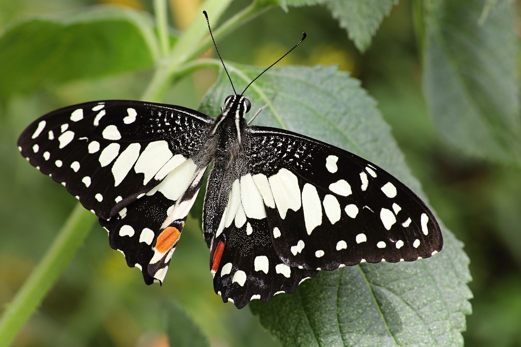 vlinder vlinders hdr insect insecten nederland uitheems Lepidoptera rups rupsen vlindertuin natuur
